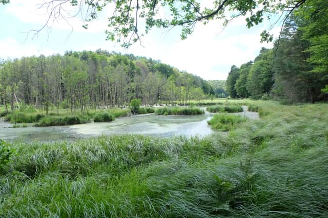 Nach der Wiedervernässung