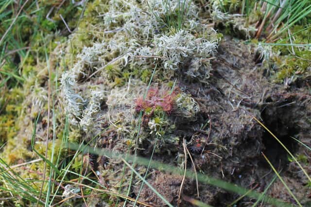 Der Rundblättrige Sonnentau