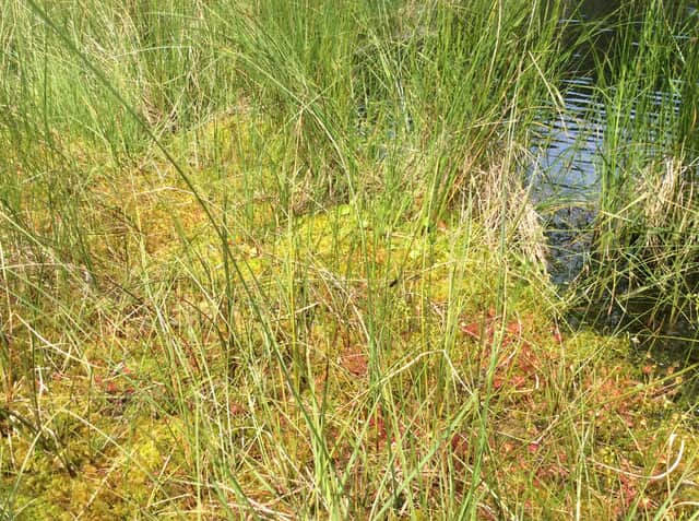 Schwingkante über einem ehemaligen Torfstich