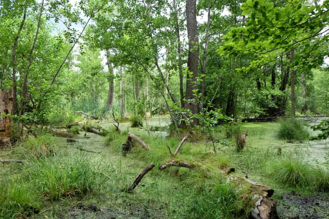 Ein bewaldetes Waldmoor